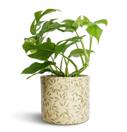 Sage 'Lazzaro' Foliage Plant Pot 13cm - image 2