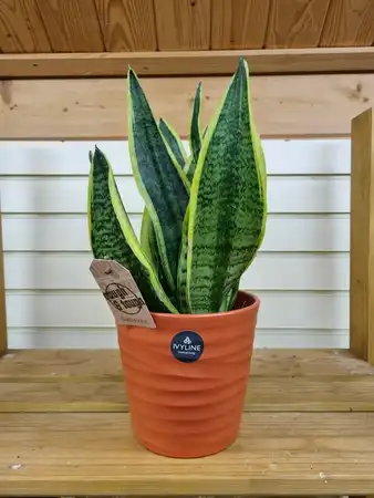 Sansevieria trifasciata Futura Superba 12cm Pot Size - image 1