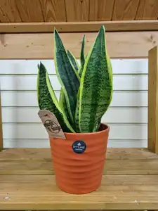 Sansevieria trifasciata Futura Superba 12cm Pot Size - image 1
