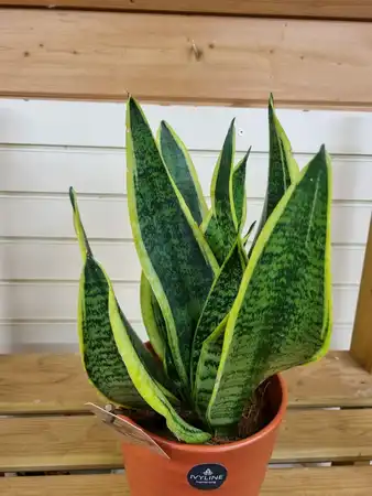 Sansevieria trifasciata Futura Superba 12cm Pot Size - image 2