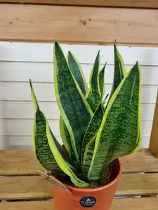Sansevieria trifasciata Futura Superba 12cm Pot Size - image 2
