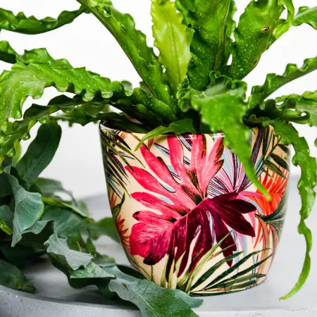 Tropical Fuschia 'Monza' Ivyline Plant Pot 13cm - image 1