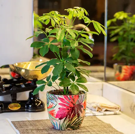 Tropical Fuschia 'Monza' Ivyline Plant Pot 16cm - image 1