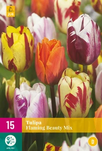 Tulip Flaming Beauty