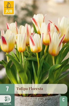 Tulip Floresta