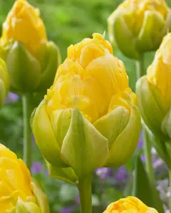 Tulip Ice Vanille Coupe
