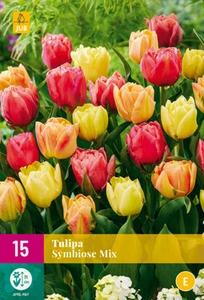 Tulip Symbiose Mix