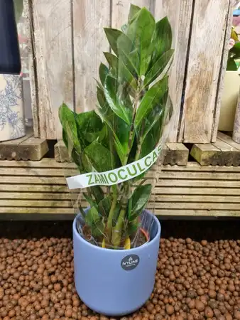 Zamioculcas Zamiifolia 12cm Pot Size - image 1