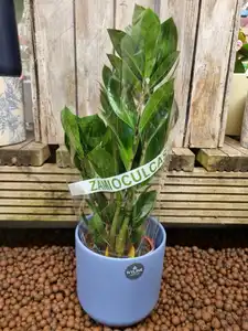 Zamioculcas Zamiifolia 12cm Pot Size - image 1