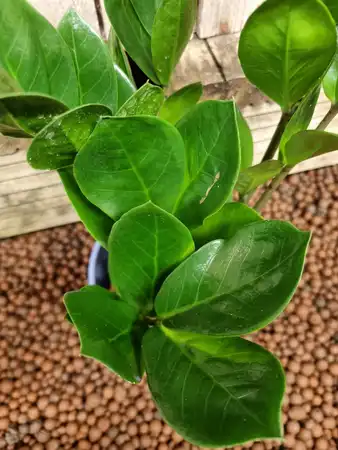 Zamioculcas Zamiifolia 12cm Pot Size - image 2